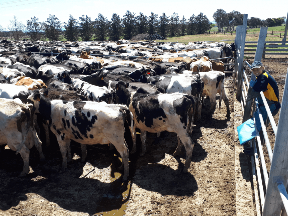 Jaana in a herd of cows